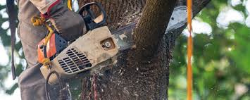 Best Tree Maintenance Programs  in Edisto, SC