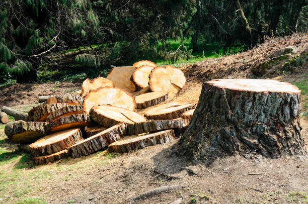 Best Tree Preservation Services  in Edisto, SC